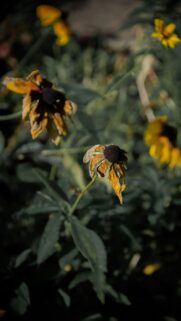 Faded Golden Rudbeckia Flowers in Soft Natural Light Mobile Wallpaper