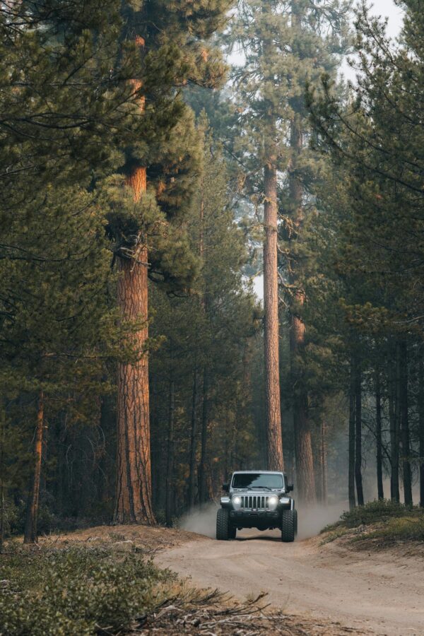 Rugged Jeep Wrangler Driving Through a Misty Pine Forest Wallpaper