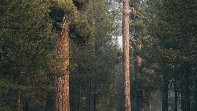 Rugged Jeep Wrangler Driving Through a Misty Pine Forest Wallpaper
