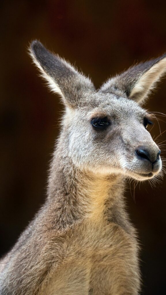 Majestic Kangaroo Portrait Close-up High Quality Mobile Wallpaper