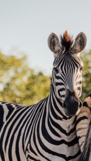 Stunning Close-Up Zebra Portrait African Wildlife Mobile Wallpaper