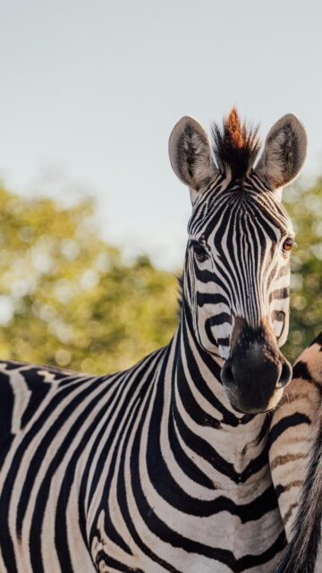 Stunning Close-Up Zebra Portrait African Wildlife Mobile Wallpaper