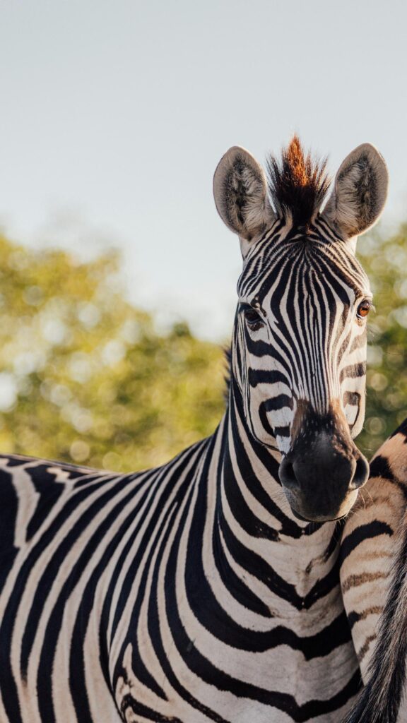Stunning Close-Up Zebra Portrait African Wildlife Mobile Wallpaper