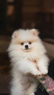 Adorable Fluffy Pomeranian Puppy Held in Arms Mobile Wallpaper