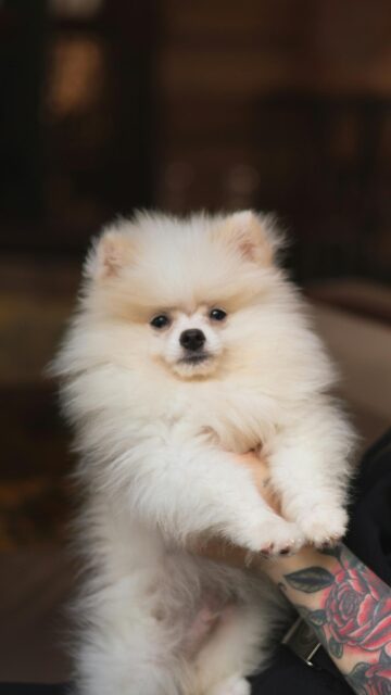 Adorable Fluffy Pomeranian Puppy Held in Arms Mobile Wallpaper