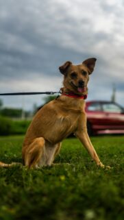 Happy Brown Dog Sitting on Green Grass Mobile Wallpaper