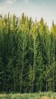 Serene Green Forest Canopy Vertical Phone Wallpaper