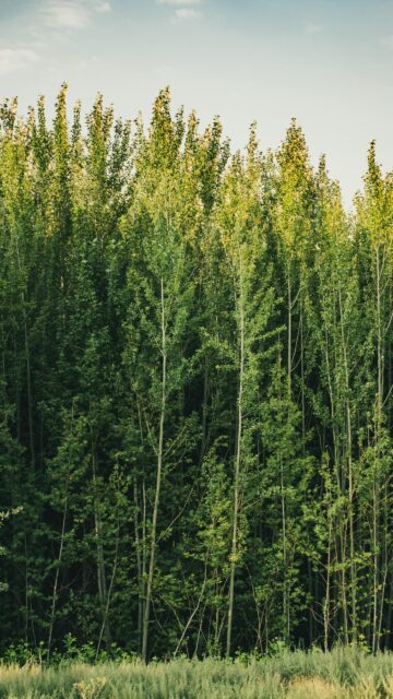 Serene Green Forest Canopy Vertical Phone Wallpaper