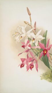 Elegant Pink and White Orchid Botanical Illustration Mobile Wallpaper