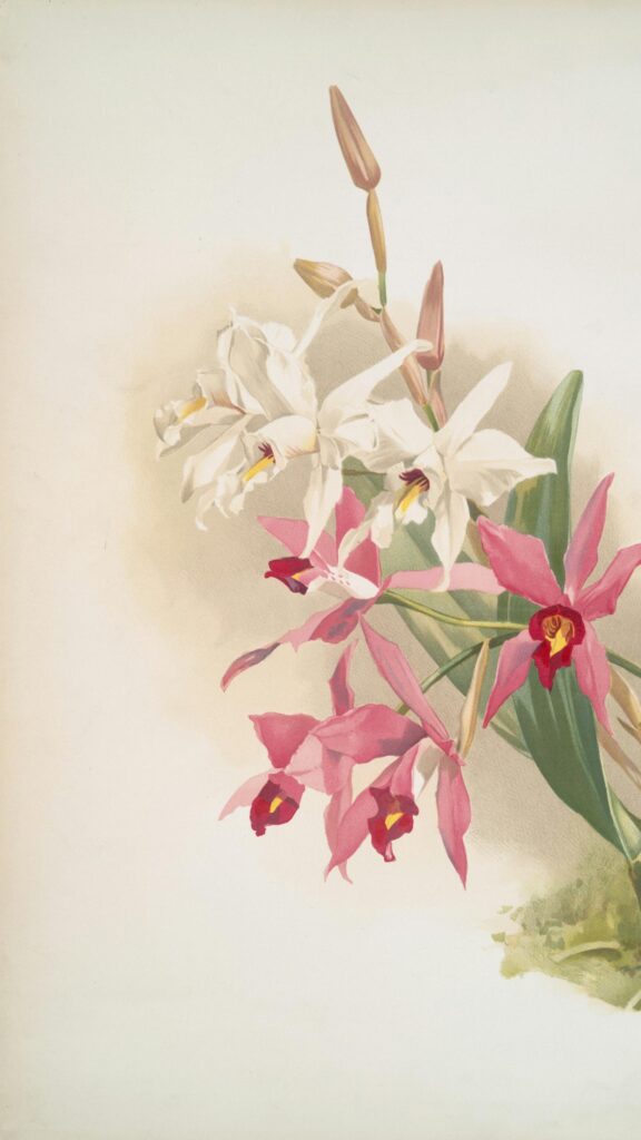 Elegant Pink and White Orchid Botanical Illustration Mobile Wallpaper