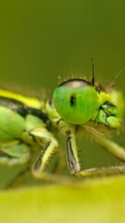 Macro Green Damselfly Insect Close-up Phone Wallpaper