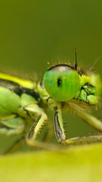 Macro Green Damselfly Insect Close-up Phone Wallpaper