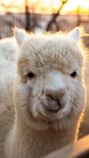 Adorable White Alpaca Close-up Portrait Mobile Wallpaper