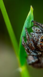 Macro Photography Jumping Spider on Green Leaf Mobile Wallpaper