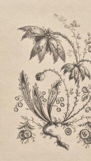 Vintage Botanical Etching Illustration Art Phone Wallpaper