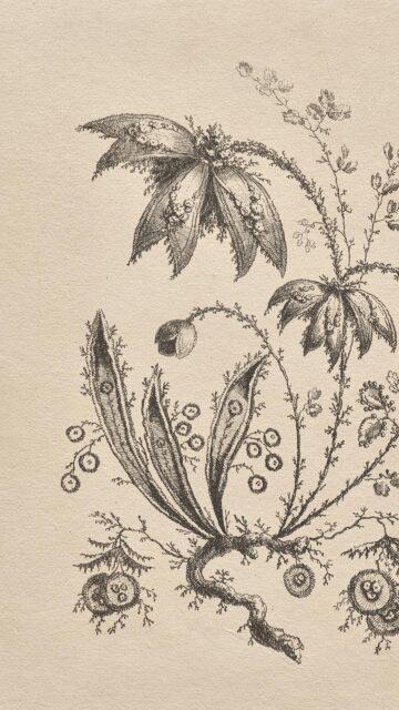 Vintage Botanical Etching Illustration Art Phone Wallpaper