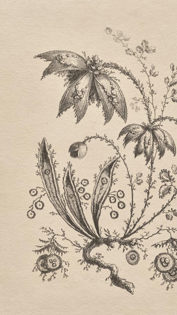 Vintage Botanical Etching Illustration Art Phone Wallpaper
