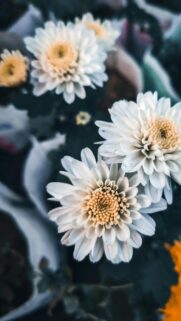 Elegant White Chrysanthemum Flowers Close-Up Mobile Wallpaper