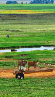 African Savanna Wildlife with Ostriches and Eland Antelopes Wallpaper