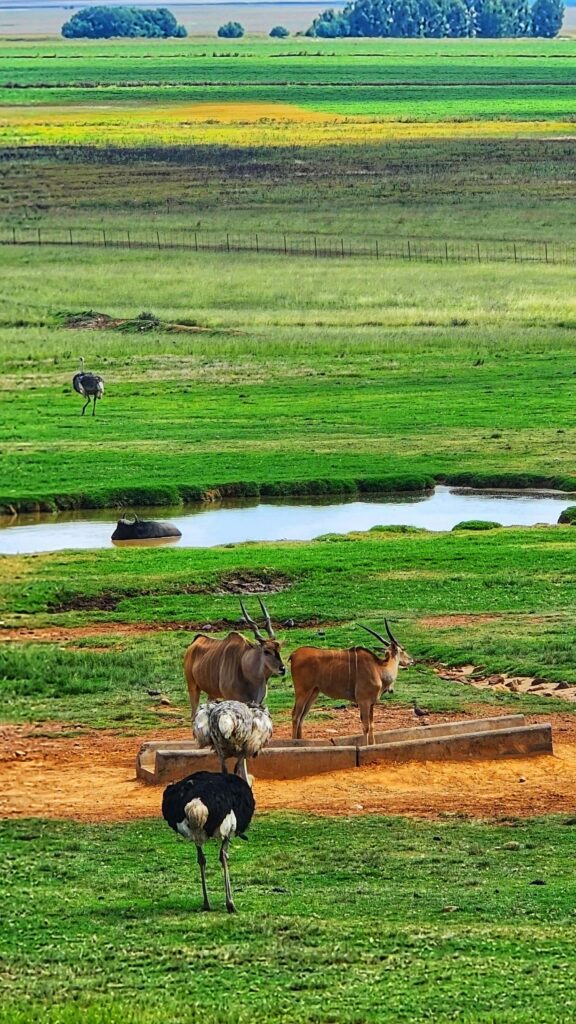 African Savanna Wildlife with Ostriches and Eland Antelopes Wallpaper