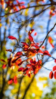 Vibrant Red Autumn Leaves Against Soft Bokeh Sky Mobile Wallpaper