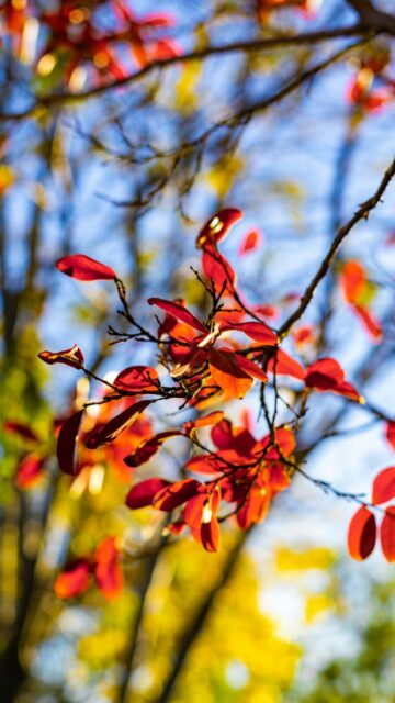 Vibrant Red Autumn Leaves Against Soft Bokeh Sky Mobile Wallpaper