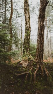 Misty Forest Trees with Mossy Roots and Dried Fern Nature Phone Wallpaper