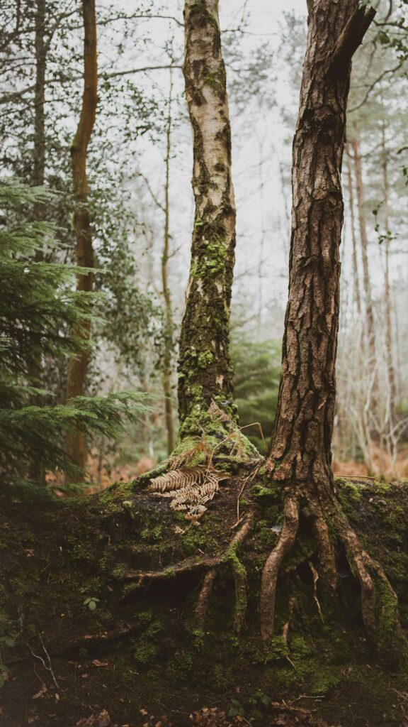 Misty Forest Trees with Mossy Roots and Dried Fern Nature Phone Wallpaper