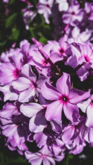 Stunning Purple Garden Phlox Floral Close-up Mobile Wallpaper