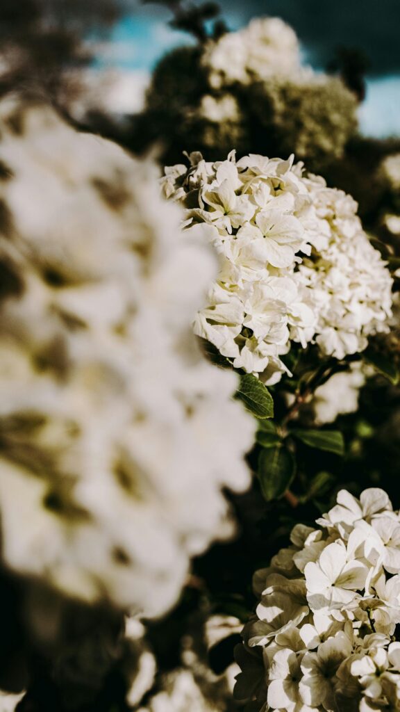 Stunning White Hydrangea Flowers Close-Up Macro Mobile Wallpaper