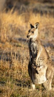 Stunning Kangaroo Mother with Joey Golden Hour Mobile Wallpaper