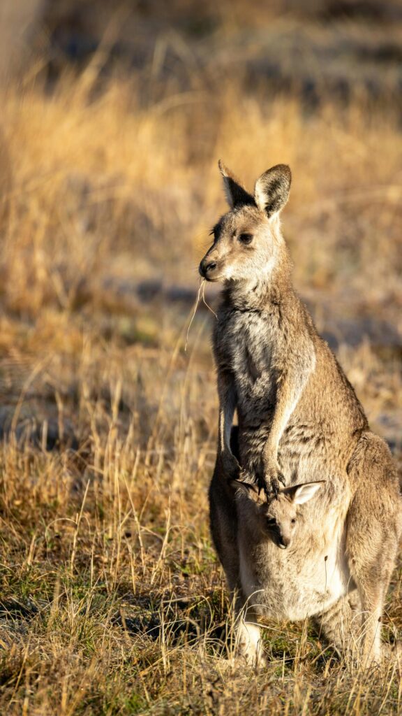 Stunning Kangaroo Mother with Joey Golden Hour Mobile Wallpaper