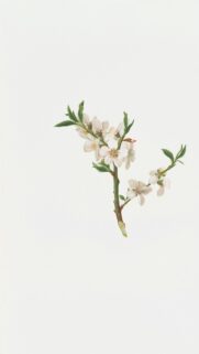 Elegant Almond Blossom Botanical Illustration Mobile Wallpaper