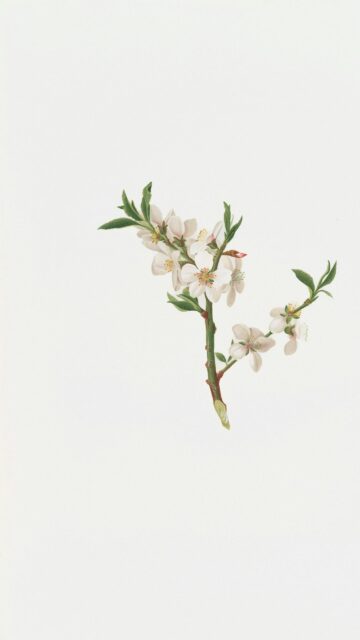 Elegant Almond Blossom Botanical Illustration Mobile Wallpaper