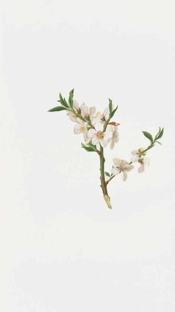 Elegant Almond Blossom Botanical Illustration Mobile Wallpaper
