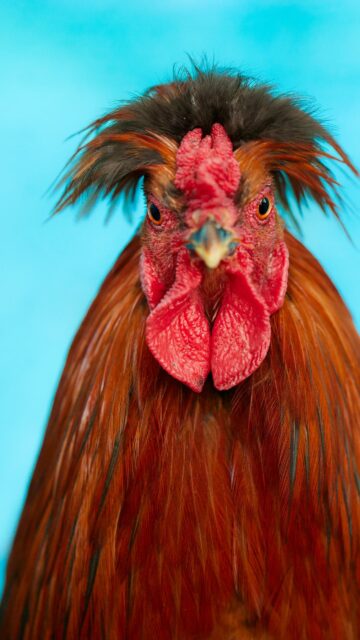 Funny Crested Rooster Portrait with Vibrant Blue Background Wallpaper