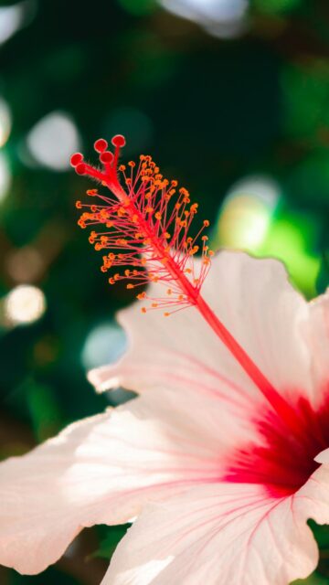 Stunning Pink and White Hibiscus Flower Close-up Phone Wallpaper