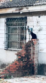 Mysterious Black Cat on Brick Wall Mobile Phone Wallpaper