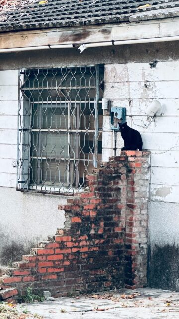 Mysterious Black Cat on Brick Wall Mobile Phone Wallpaper