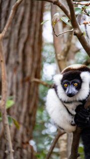 Stunning Black and White Ruffed Lemur Portrait Mobile Wallpaper