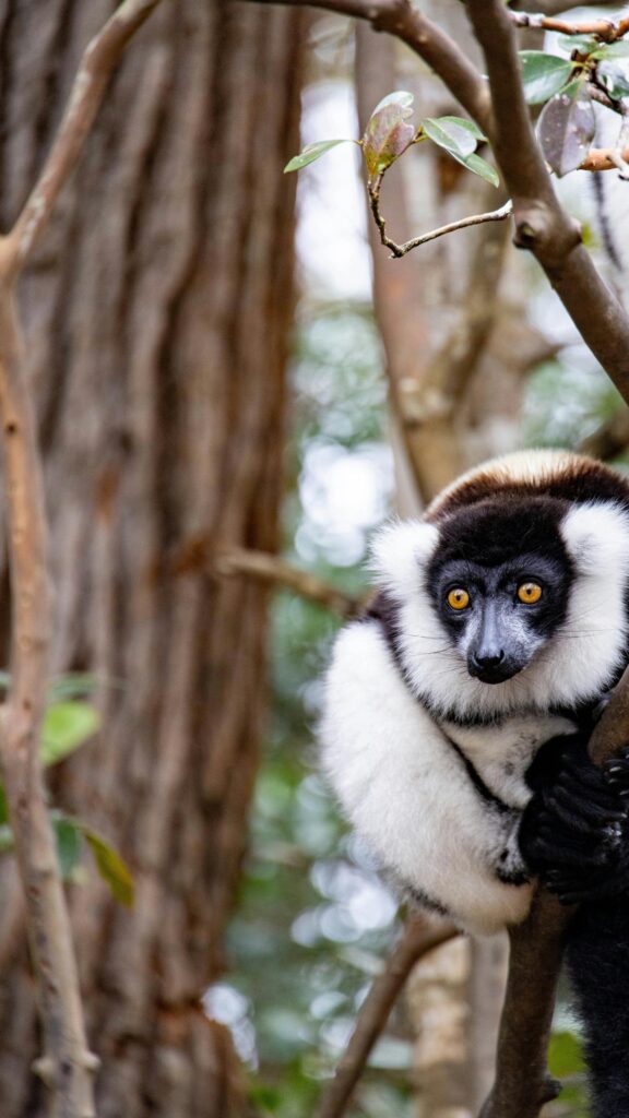 Stunning Black and White Ruffed Lemur Portrait Mobile Wallpaper