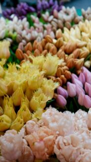 Stunning Pastel Tulip Field Close-up Floral Aesthetic Phone Wallpaper