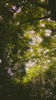 Sunlight Filtering Through Lush Forest Canopy Mobile Wallpaper