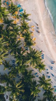 Stunning Tropical Beach Aerial View with Palm Trees Mobile Wallpaper
