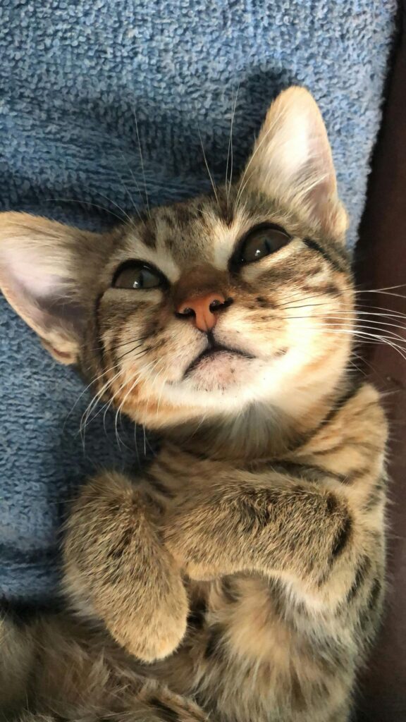 Adorable Tabby Kitten Looking Up Portrait Phone Wallpaper