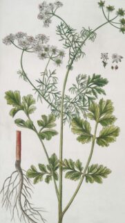 Vintage Botanical Coriander Illustration Phone Wallpaper