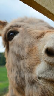Close Up Portrait of a Cute Donkey Face Mobile Wallpaper