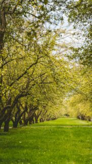 Enchanting Orchard Pathway With Lush Green Trees Mobile Wallpaper
