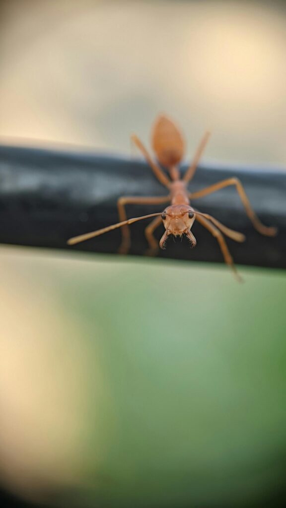 Macro Weaver Ant Face Close-up High-Resolution Mobile Wallpaper