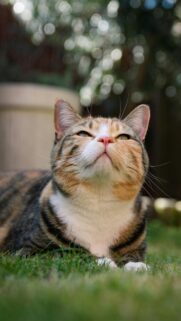 Cute Calico Tabby Cat Looking Up in the Garden Mobile Wallpaper
